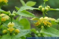 Lamium galeobdolon, Gewöhnliche Goldnessel , Yellow Archangel 