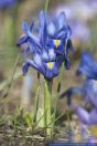 Iris reticulata Harmony,Netzblatt-Schwertlilie,Reticulated Iris