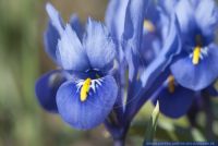 Iris reticulataHarmony
