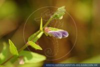 Scutellaria galericulata, Sumpf-Helmkraut, Common Skullcap 