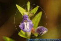 Scutellaria galericulata, Sumpf-Helmkraut, Common Skullcap 