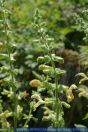 Salvia glutinosa, Klebriger Salbei, Sticky sage 