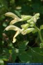 Salvia glutinosa, Klebriger Salbei, Sticky sage 
