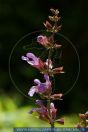 Salvia officinalis, Salbei, Sage 