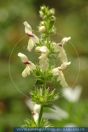 Stachys annua, Einjähriger Ziest, Annual hedgenettle 