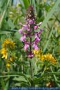 Stachys palustris, Sumpf-Ziest, Marsh Woundwort 