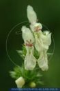 Stachys recta, Aufrechter Ziest, Berg-Zies, Yellow woundwort 