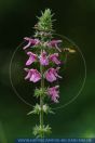 PFFT2492 Stachys palustris<br>