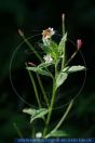 Epilobium roseum, Rosenrotes Weidenröschen, Pale Willowherb / Pink Willow-Herb 