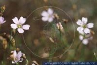 Petrorhagia saxifraga, Steinbrech-Felsennelke, Coat flower, Saxifrage pink 
