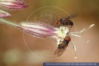 Silene nutans, Nickendes Leimkraut, Eurasian catchfly 