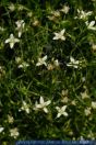 Moehringia muscosa, Moos-Nabelmiere, Mossy sandwort, meringia 