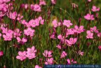 Dianthus deltoides, Heide-Nelke, Maiden pink