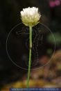 Dianthus subacaulis, Kurzstänglige Nelke, Pink 