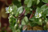 Stellaria media, Vogel-Sternmiere, Chickweed, common chickweed 
