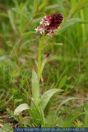 Orchis ustulata, Brand-Knabenkraut / Gebrannte Orchis, Burnt Orchid / Dark-winged orchis 