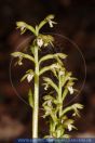 Coral-root orchid Corallorrhiza