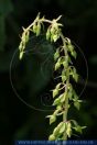 Epipactis helleborine, Breitblättrige Stendelwurz, Broad-leaved helleborine 