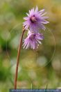 PFFT3108 Soldanella alpina<br>