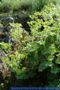 Alchemilla vulgaris, Gelbgrüner Frauenmantel, Gewöhnlicher Frauenmantel, Intermediate Lady's-mantle / Lady's mantle 