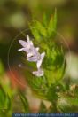 Sherardia arvensis, Acker-Röte, Field Madder 