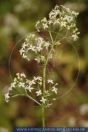 Galium mollugo, Gemeines Labkraut Weisse Labkraut / Wiesen-Labkraut, Hedge Bedstraw 