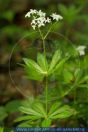 Galium mollugo, Gemeines Labkraut Weisse Labkraut / Wiesen-Labkraut Hedge Bedstraw Galium odoratum Echter Waldmeister Waldmeister / Wohlriechendes Labkraut, Sweet Woodruff / Waldmeister / Woodruff 