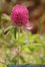 Trifolium medium, Zickzack-Klee, Mittlerer-Klee, Zigzag clover 