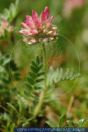 Anthyllis montana, Berg-Wundklee, Mountain vetch 
