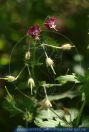 Geranium phaeum , Brauner Storchschnabel, Dusky Cranesbill, Mourning Widow 