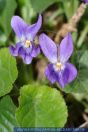Viola odorata, Wohlriechendes Veilchen, Duft-Veilchen / Echtes Veilchen / März-Veilchen / Veilchen / Wohlreichendes Veilchen, Blue violet / Common Violet / English Violet / Sweet Violet / Violet 