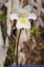 Butterwort Pinguicula