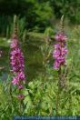 Lythrum salicaria,
Blut-Weiderich, Rosen-Weiderich / Weiderich / €hren-Weiderich,
Purple Loosestrife
