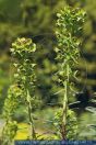 Euphorbia characias, Palisaden-Wolfsmilch, Mediterranean spurge 