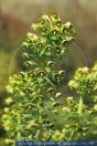 Spurge Euphorbia