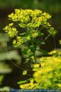 Euphorbia palustris, Sumpf-Wolfsmilch, Marsh spurge 