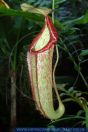 PFFT4073 Nepenthes ampullaria<br>
