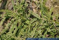 Asplenium trichomanes, Braunstieliger Streifenfarn, Common Spleenwort, Farne  