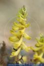 Corydalis cheilanthifolia, Farnblättriger Lerchensporn, Fernleaf Corydalis, Erdrauchgewächse 