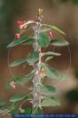 Euphorbia milii var. milii, Christusdorn, Crown of Thorns, Wolfsmilchgewächse  