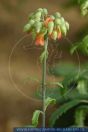 Kalanchoe roseissp.variifolia