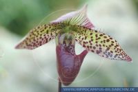 Paphiopedilum spec. , Orchideen  