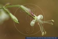 Silene nutans, Nickendes Leimkraut, Eurasian catchfly, Nelkengewächse  