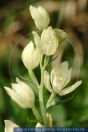 Cephalanthera damasonium,
Wei§es Waldvšgelein,
White helleborine,
Orchideen



