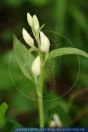 Cephalanthera damasonium,
Wei§es Waldvšgelein,
White helleborine,
Orchideen



