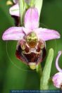 Ophrys holosericassp.holoserica