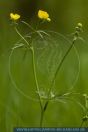 Ranunculus acris,
Scharfer Hahnenfu§,
Tall buttercup




