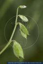 Vicia hirsuta, Rauhaarige Wicke, Hairy tare   