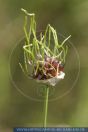 Allium vineale, Weinbergslauch, Wild garlic  