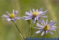 Aster amellus, Kalk-Aster Berg-Aster, Ialian Aster  